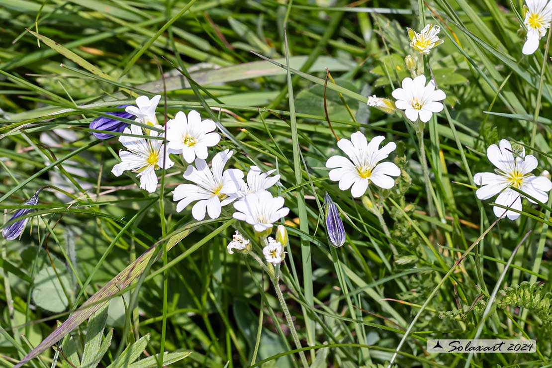 Cerastium alpinum - Peverina alpina, Cerastio alpino