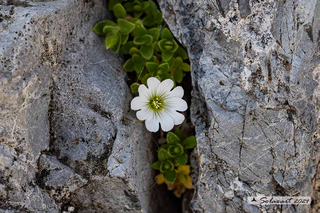 Cerastium uniflorum - dei ghiaioni