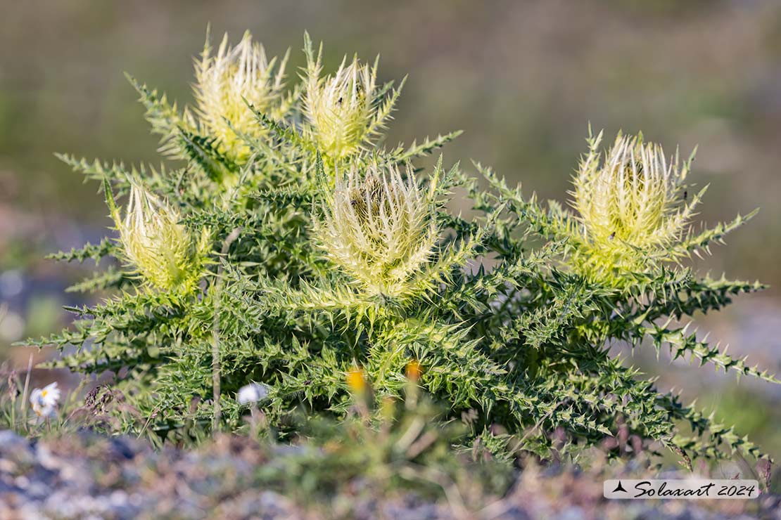 Cirsium spinosissimum