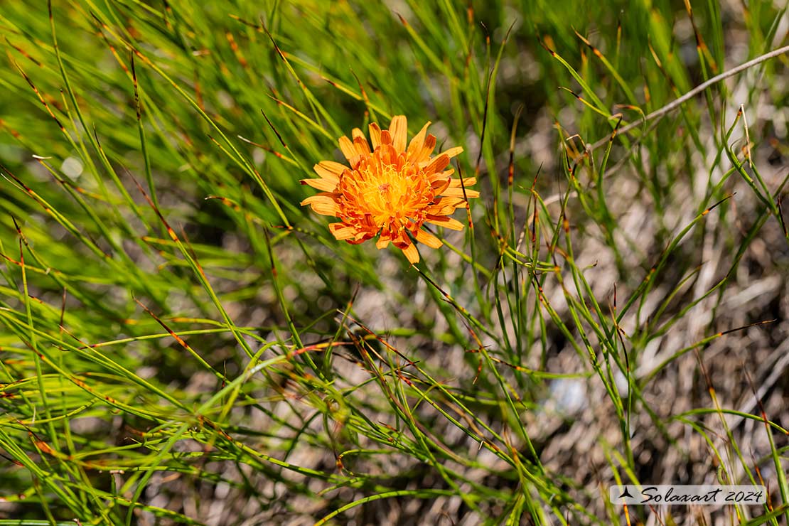 Crepis aurea