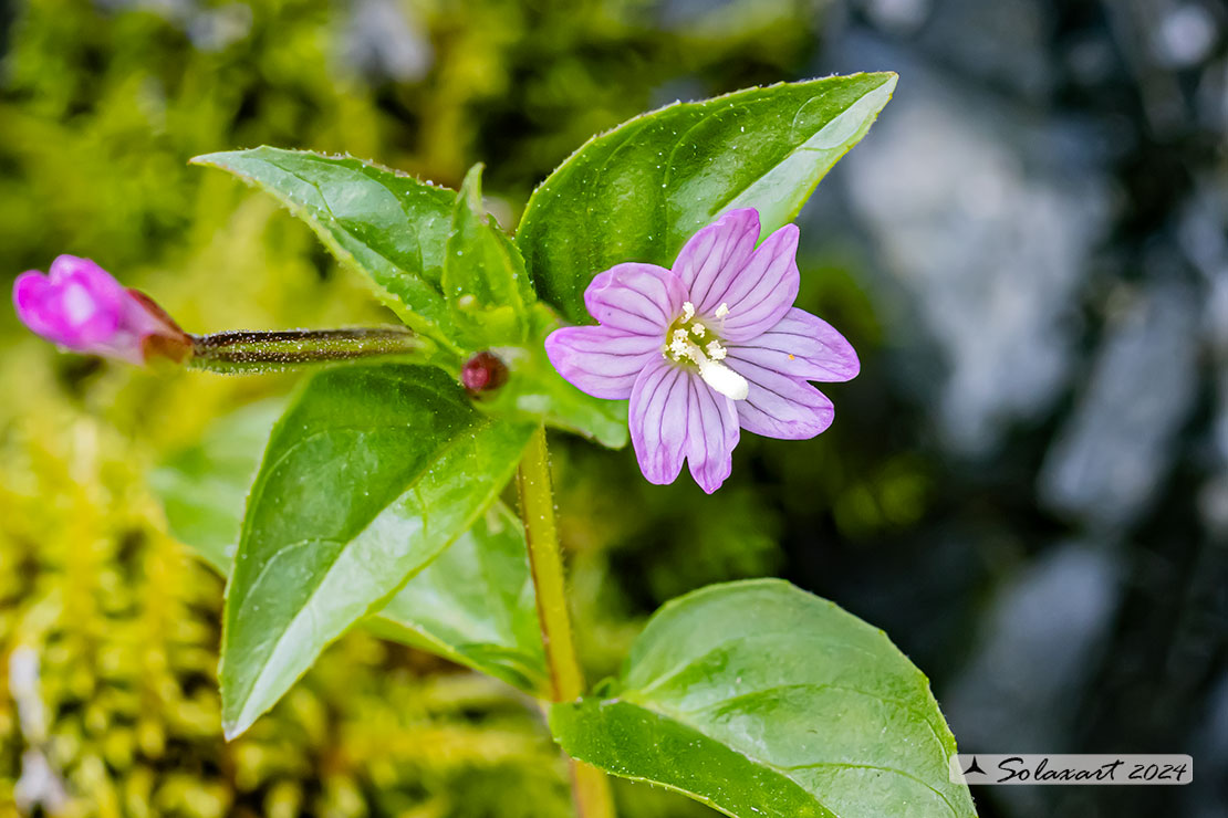 Epilobium montanum 