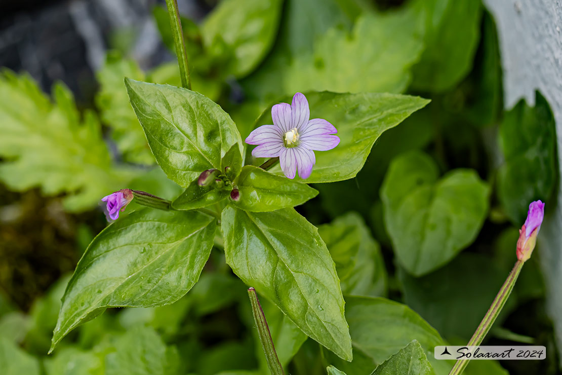 Epilobium montanum 