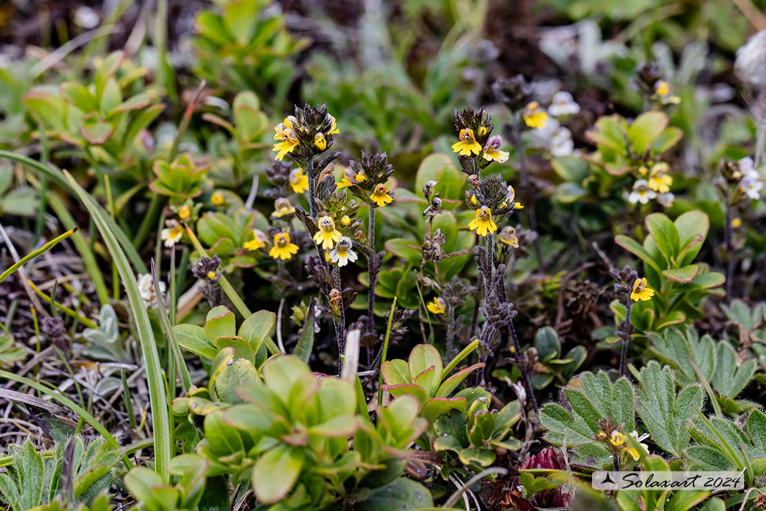 Euphrasia minima 