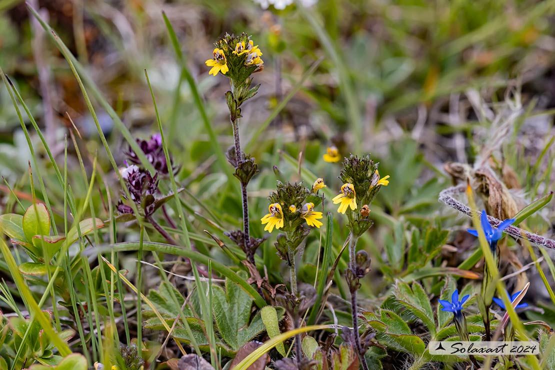 Euphrasia minima 