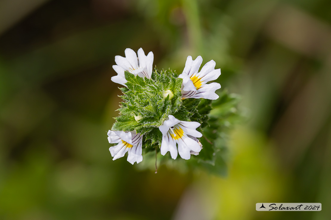 Euphrasia stricta