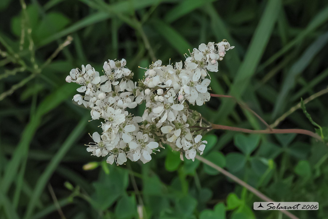 Filipendula vulgaris - Filipendola, Erba peperina