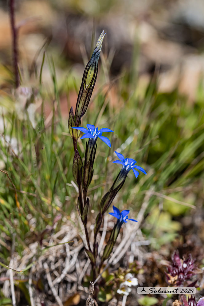 Gentiana nivalis - Genziana delle nevi