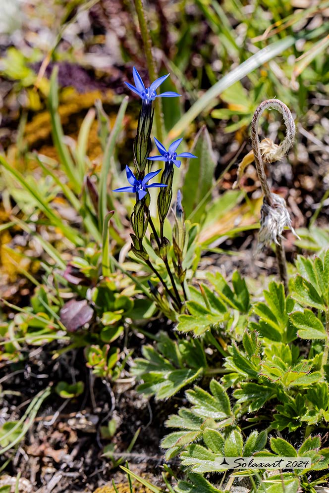 Gentiana nivalis - Genziana delle nevi