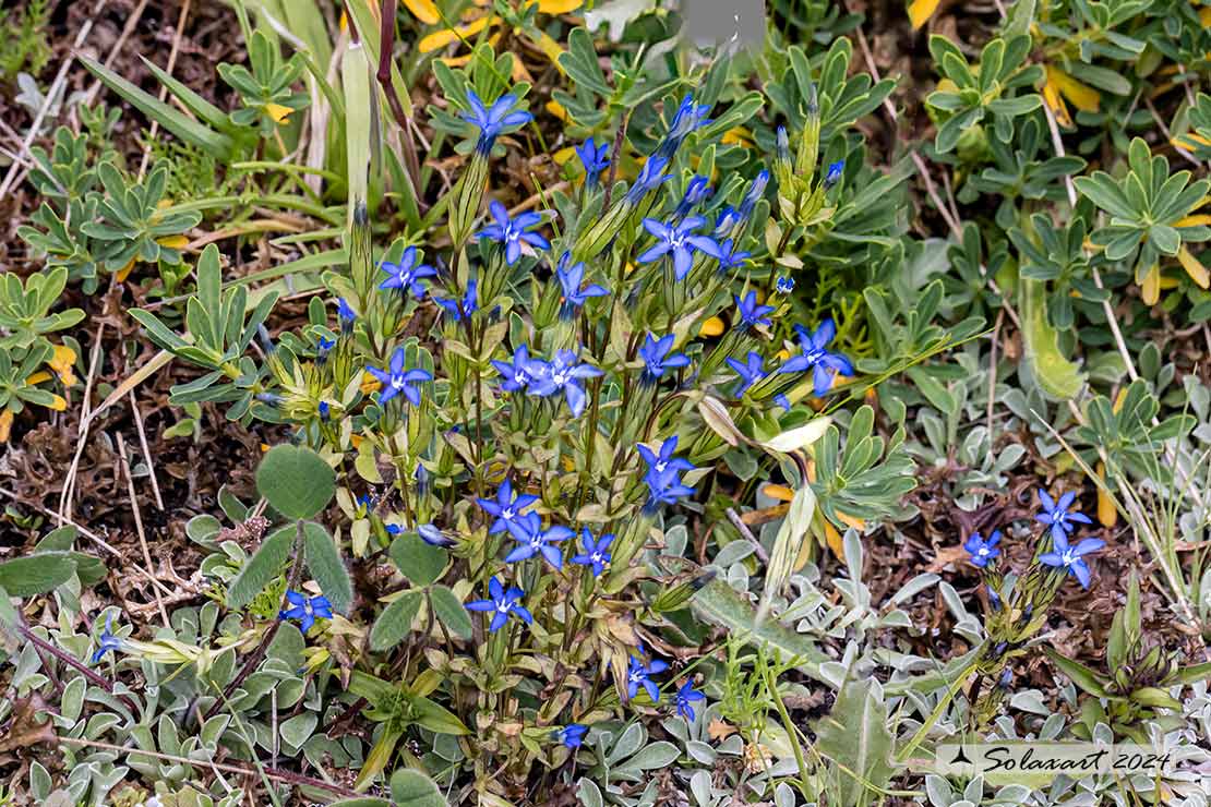 Gentiana nivalis - Genziana delle nevi