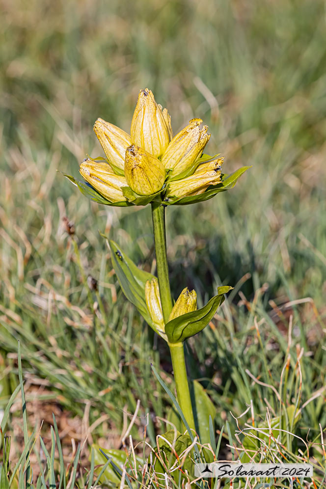 Gentiana punctata - punteggiata