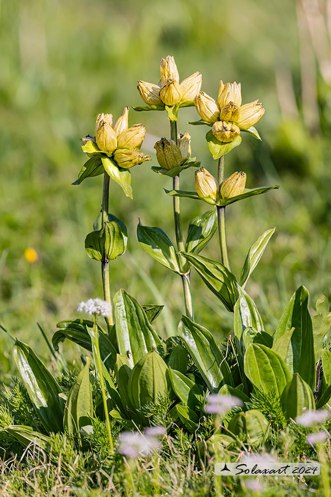 Gentiana punctata - punteggiata