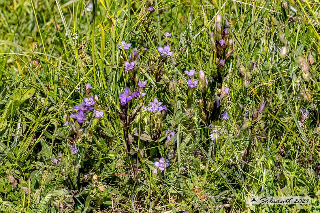 Gentianella rhaetica - Genzianella germanica, Genzianella retica