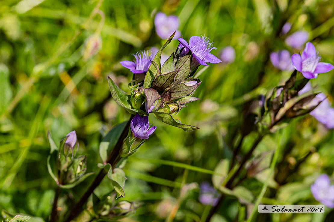 Gentianella rhaetica - Genzianella germanica, Genzianella retica