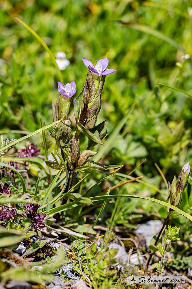 Gentianella rhaetica - Genzianella germanica, Genzianella retica