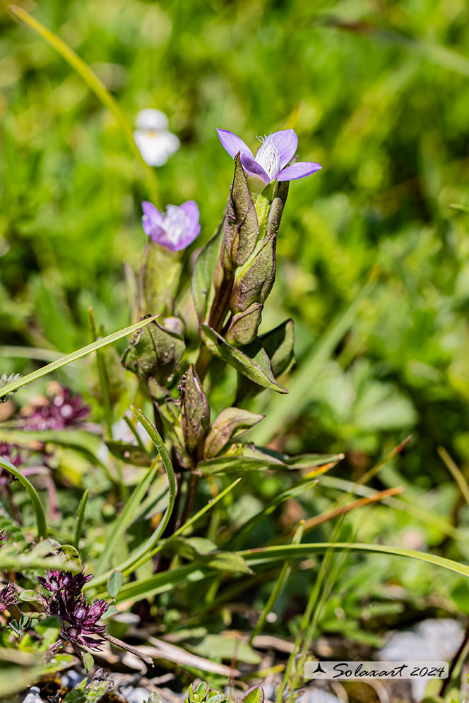 Gentianella rhaetica - Genzianella germanica, Genzianella retica