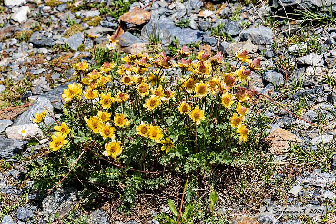 Geum rivale - Cariofillata delle pietraie