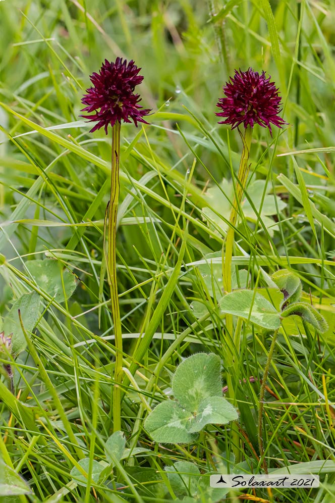 Nigritella austriaca - Nigritella austriaca