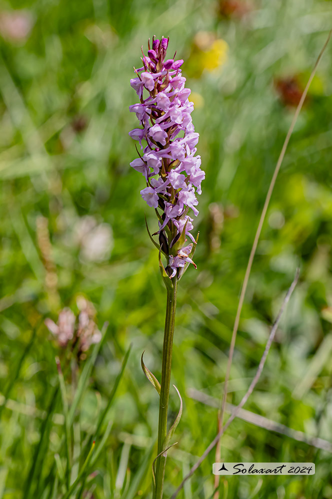 Gymnadenia conopsea