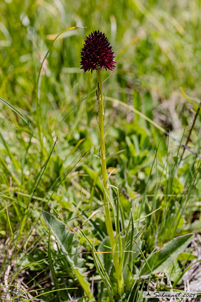 Nigritella nigra- Nigritella nera