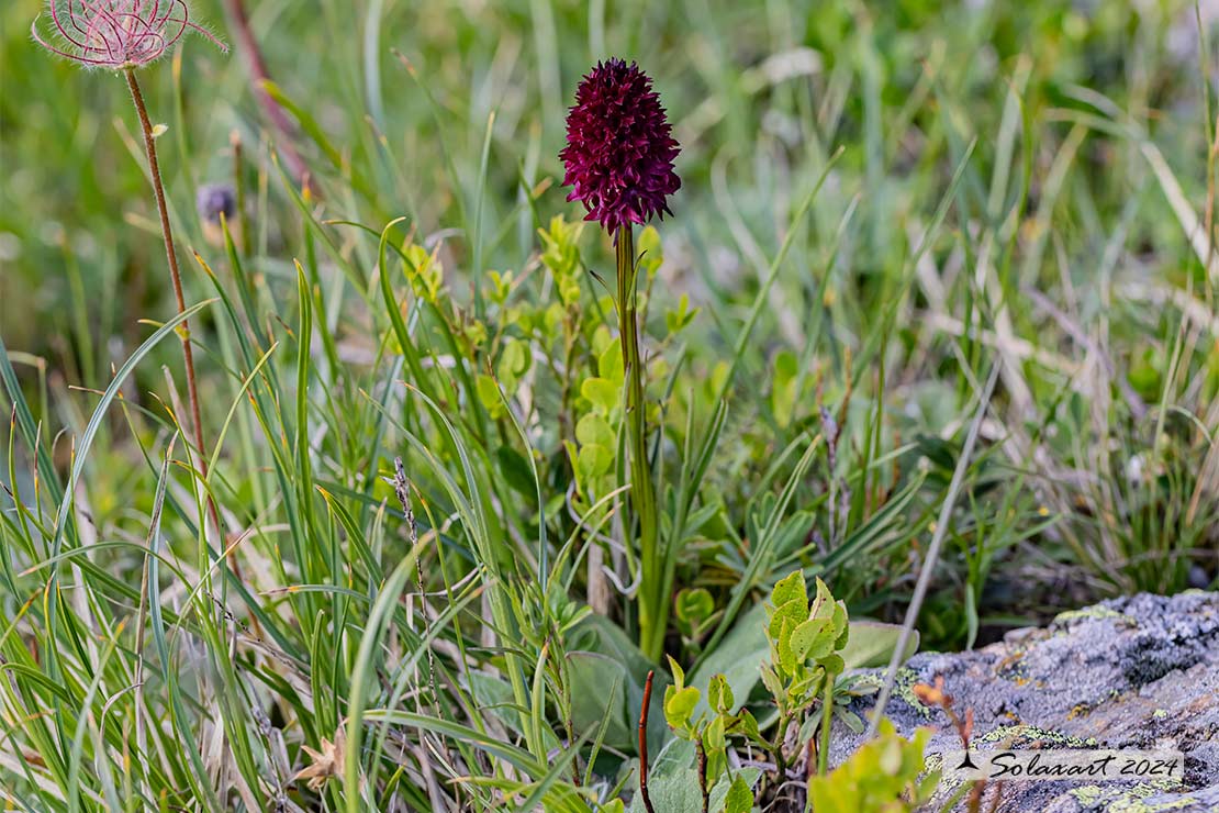 Gymnadenia nigra