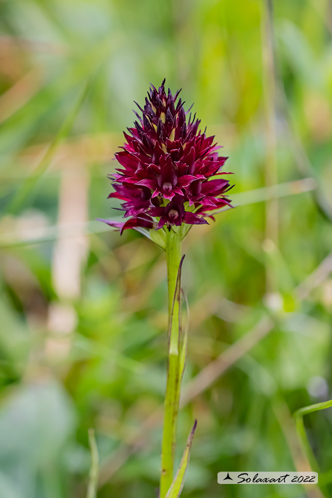 Gymnadenia rubra