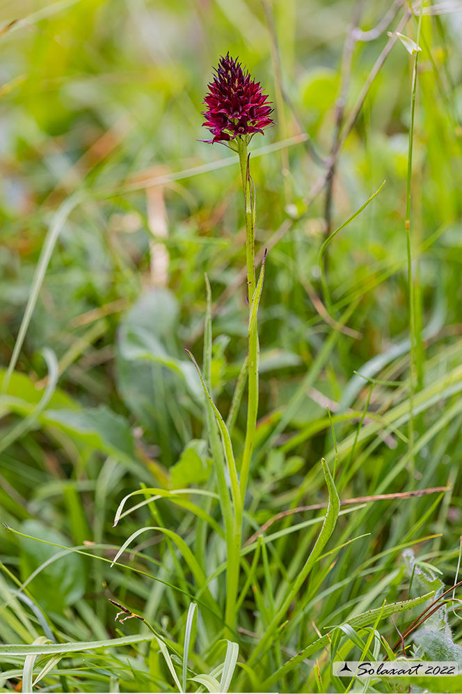 Gymnadenia rubra