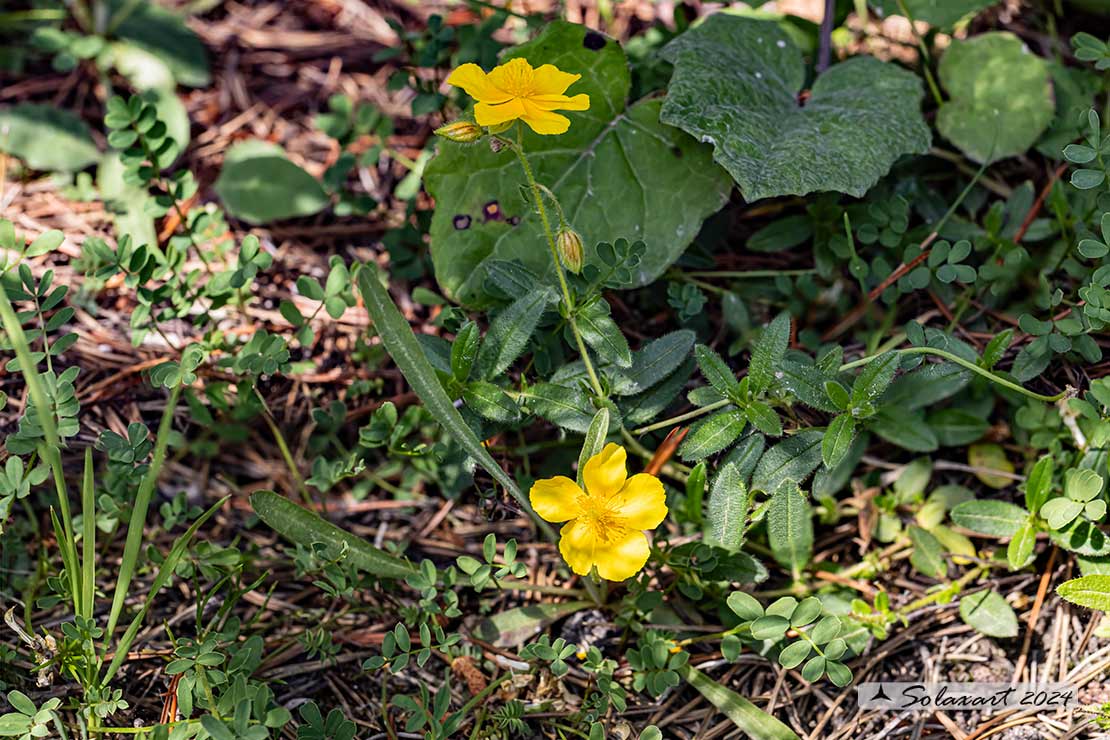 Helianthemum nummularium