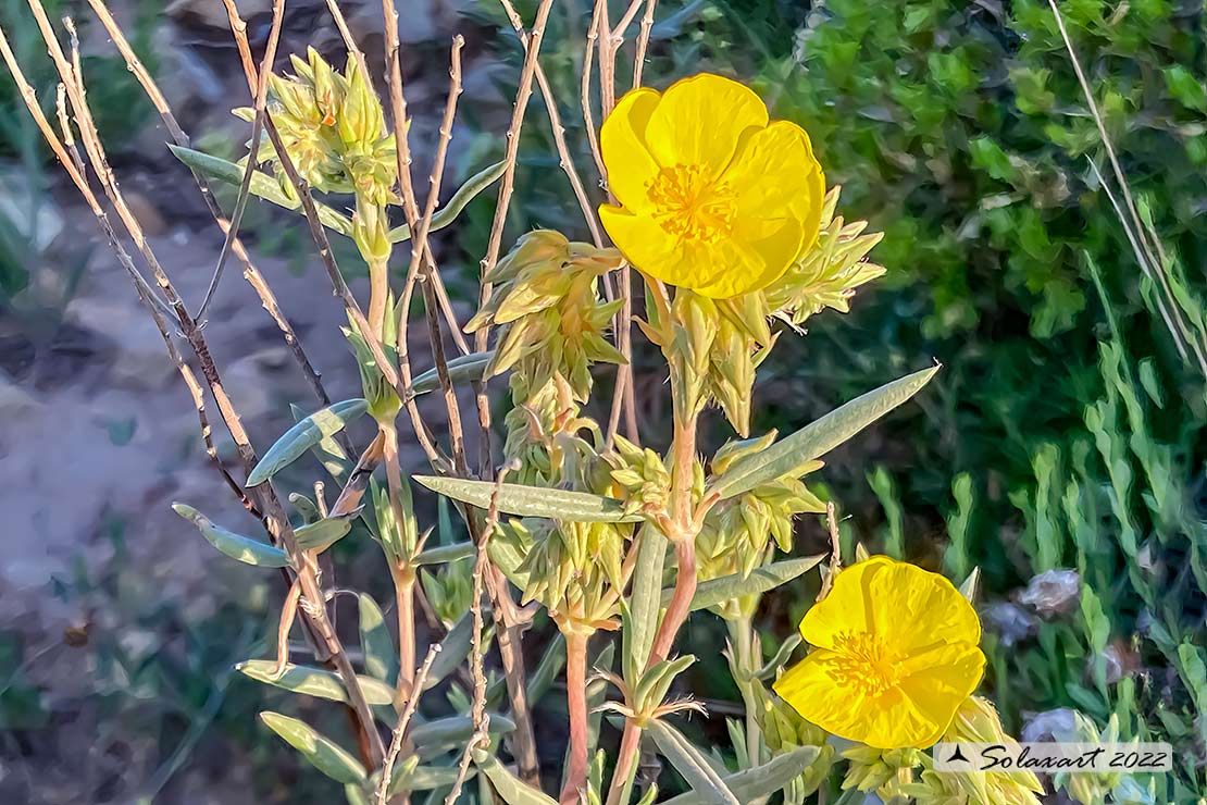 Helianthemum hirtum 