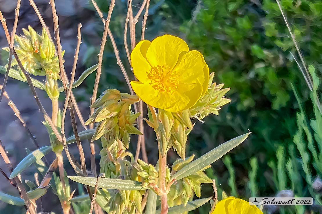 Helianthemum hirtum 