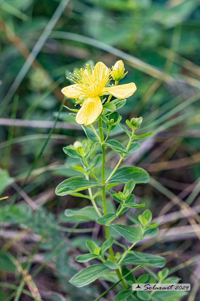 Hypericum maculatum