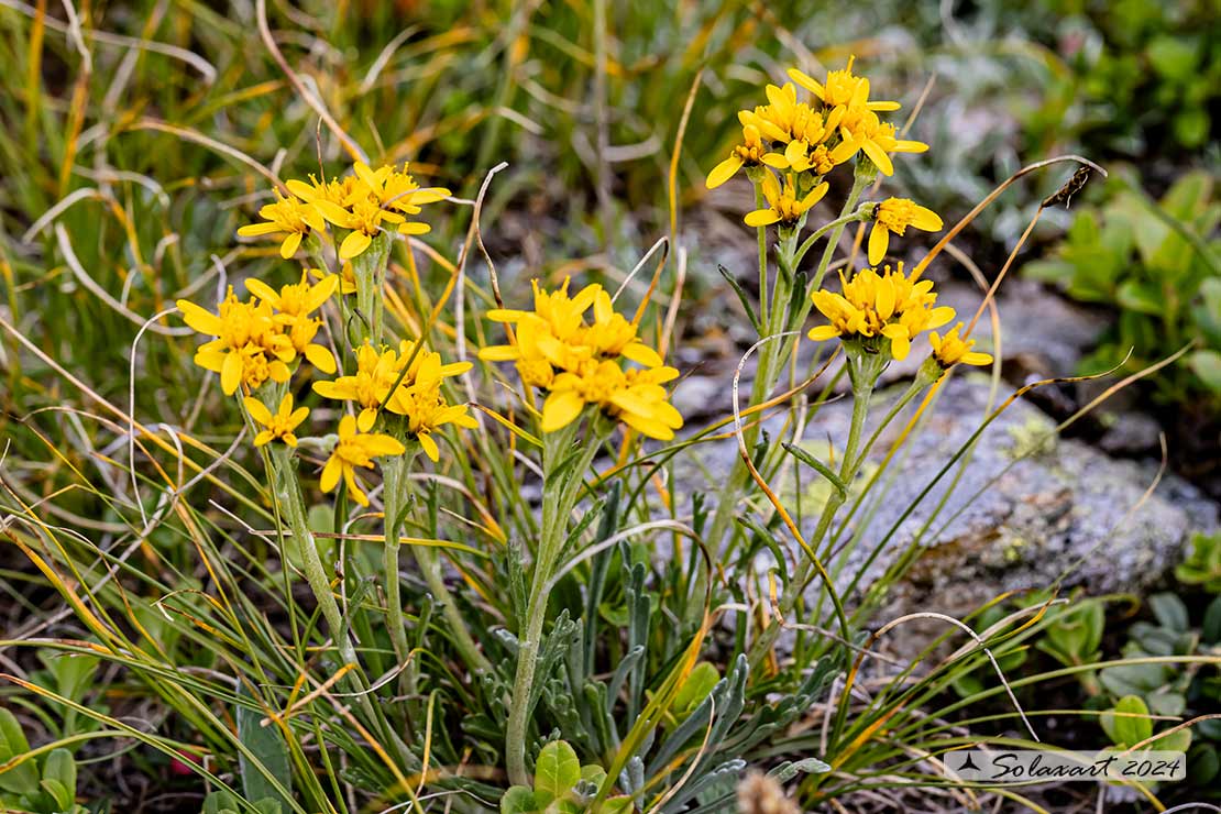 Jacobaea carniolica - Senecione della Carniola