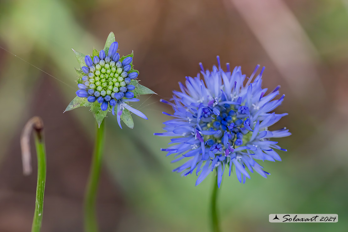 Campanulaceae Jasione montana