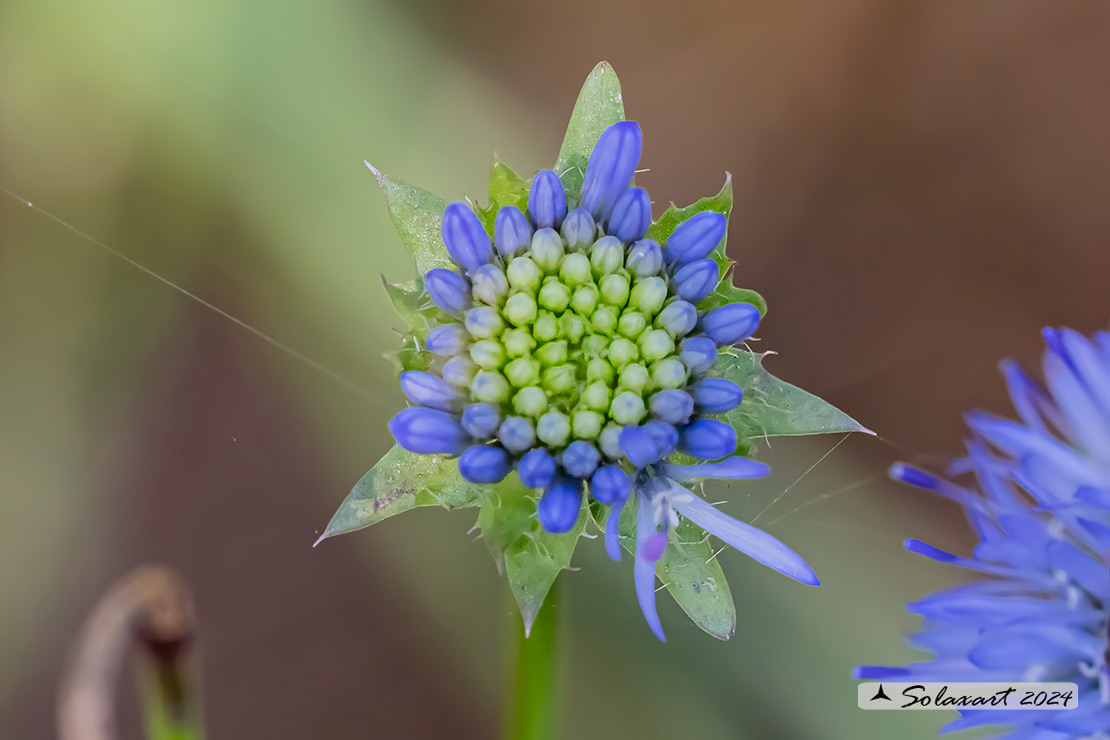 Campanulaceae Jasione montana