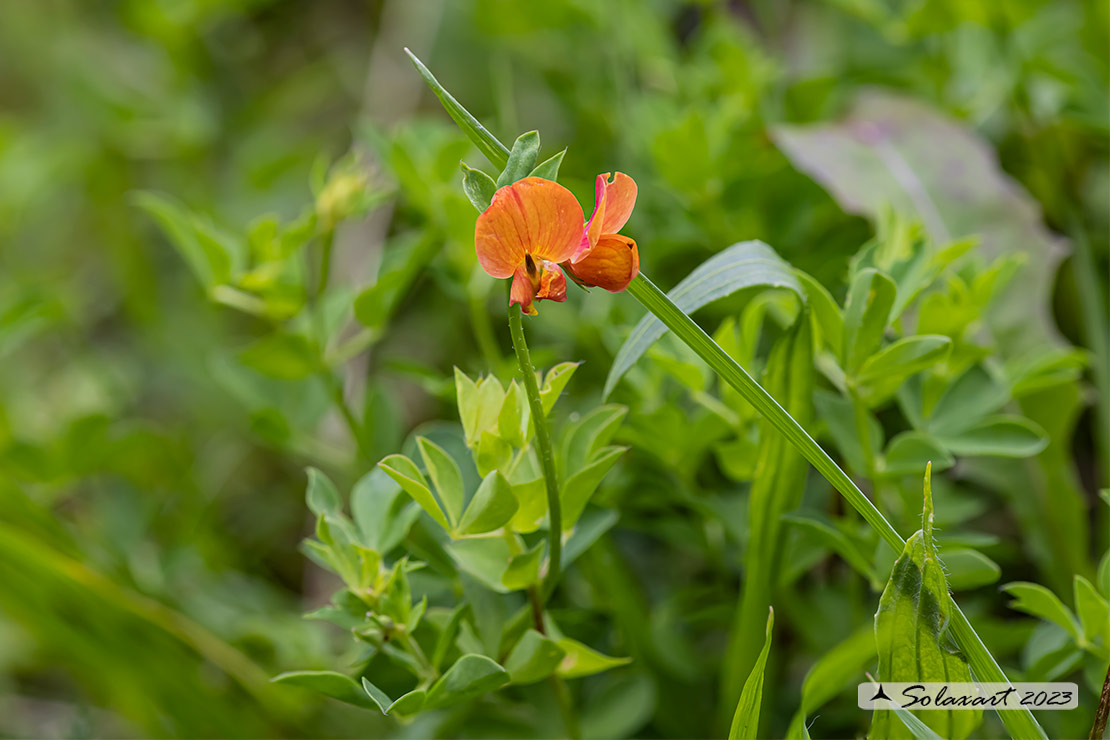 Lathyrus cicera