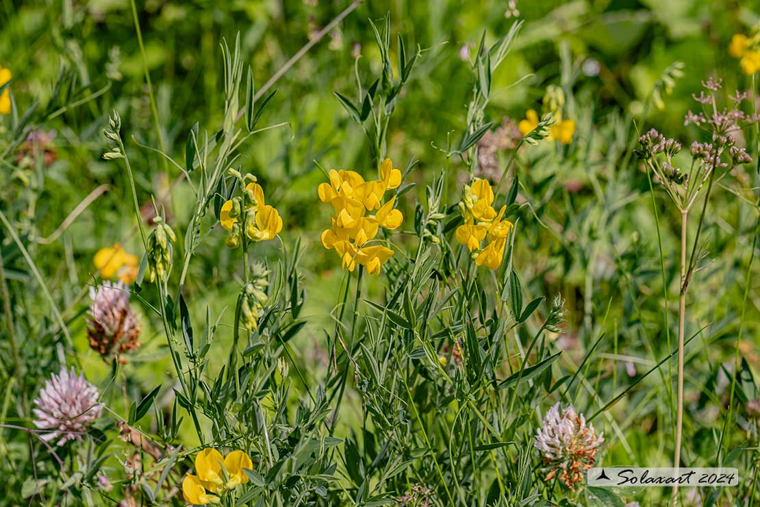 Lathyrus pratensis 