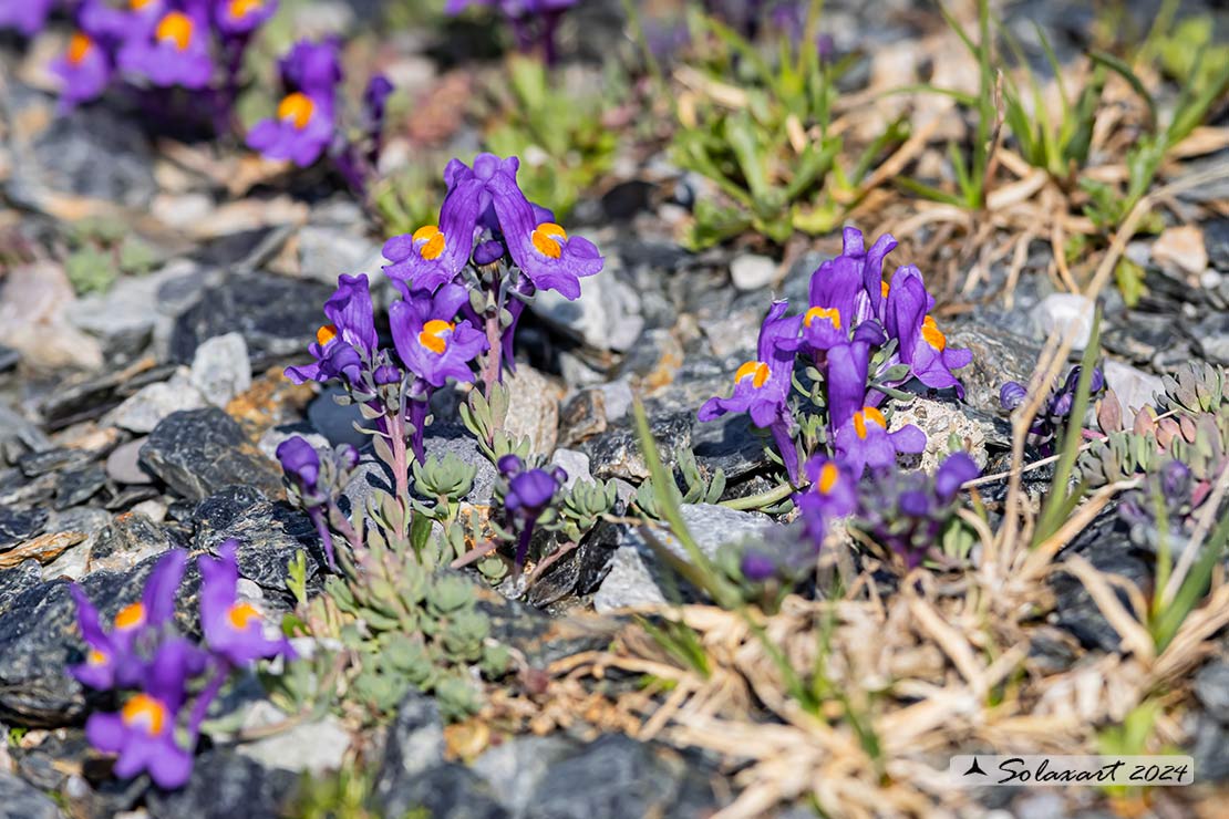 Linaria alpina