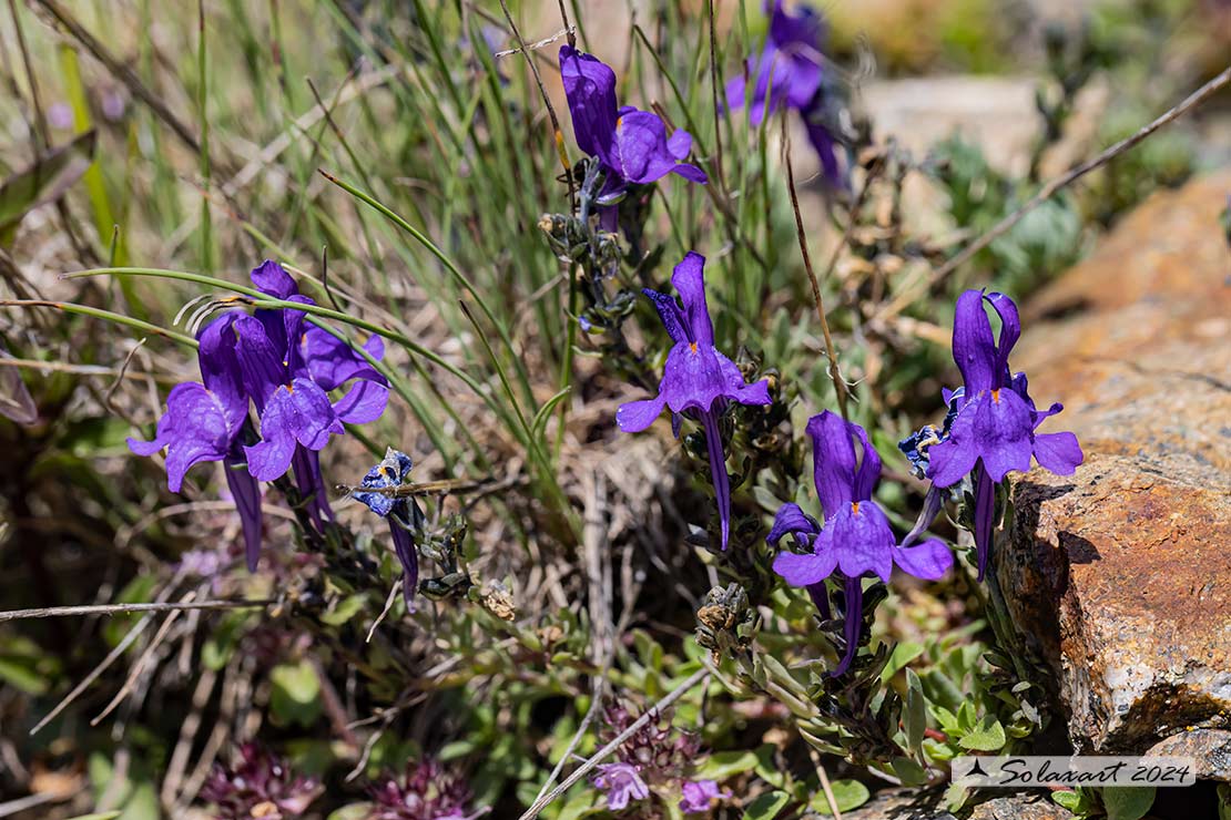 Linaria alpina