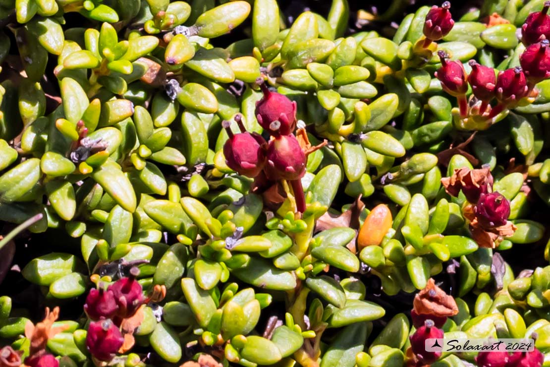 Kalmia procumbens