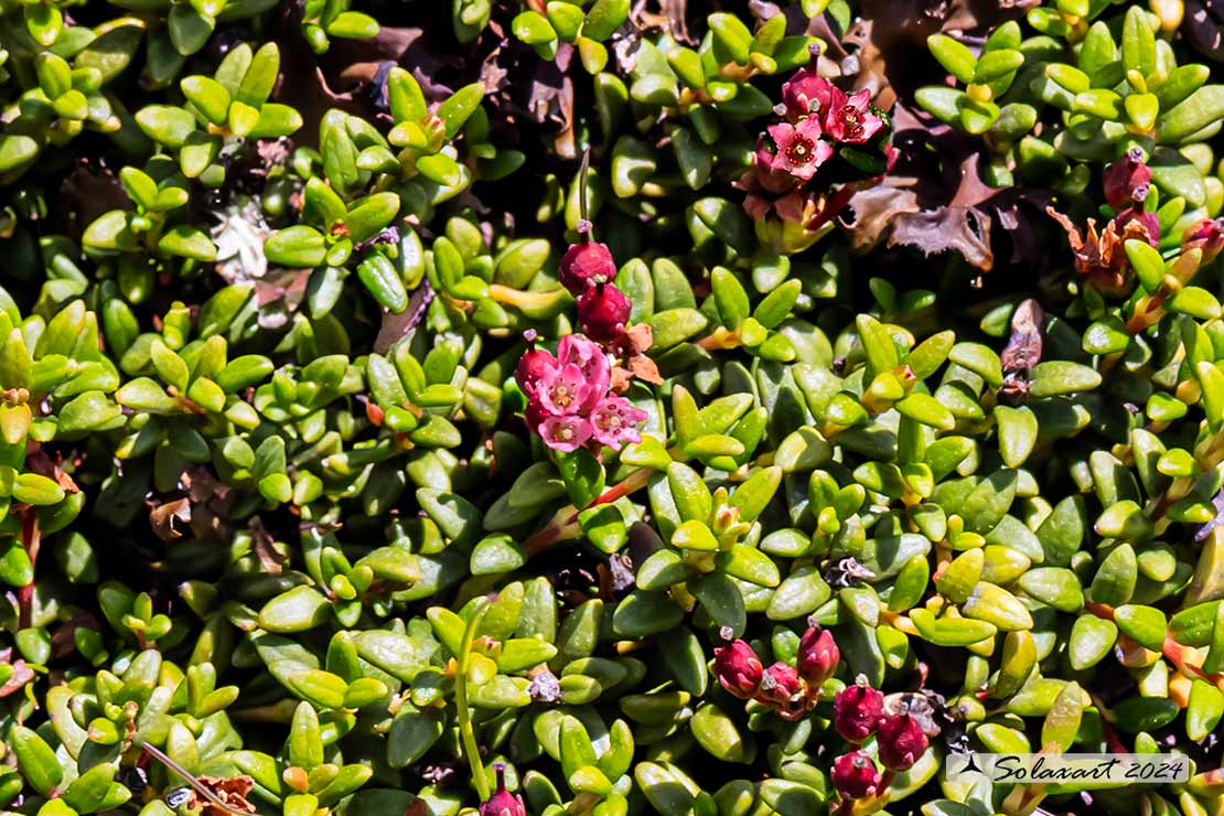 Kalmia procumbens