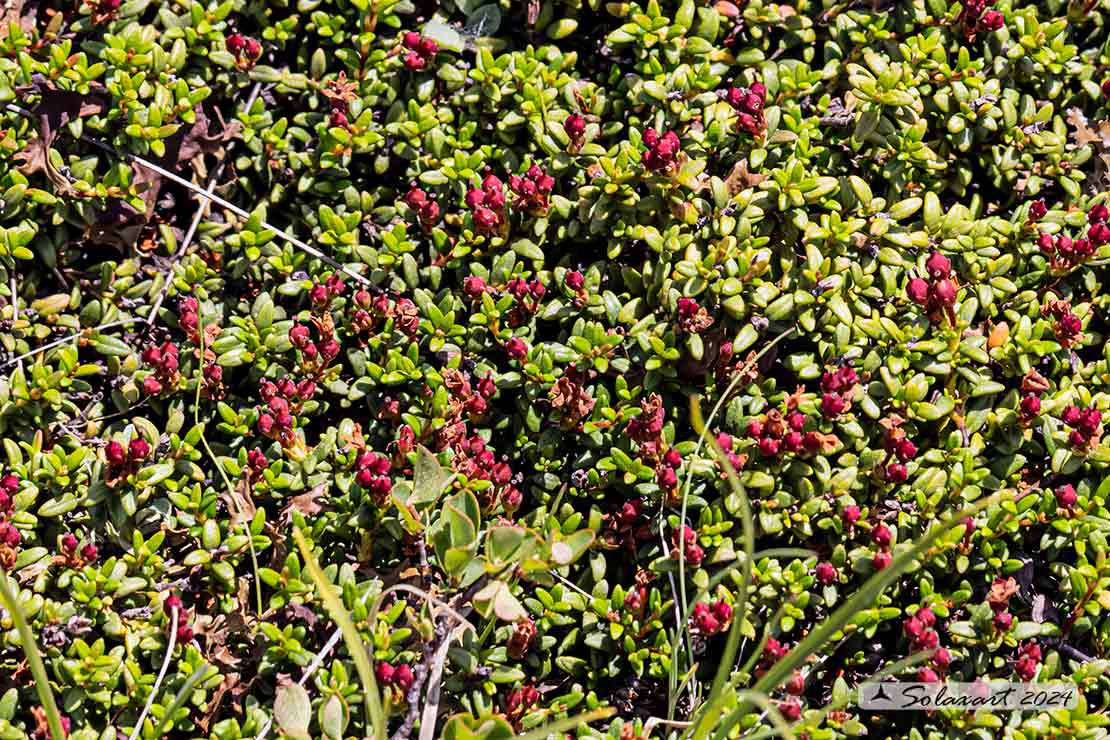 Kalmia procumbens