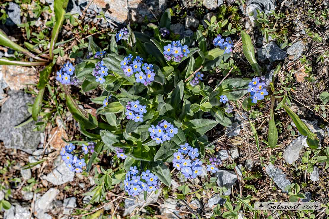 Myosotis alpestris - Nontiscordardimè alpino