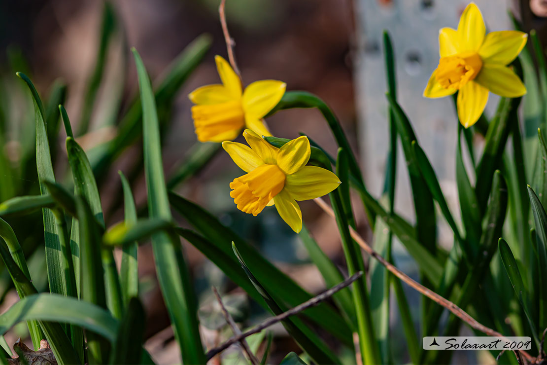 Narciso trombone - Narcissus pseudonarcissus