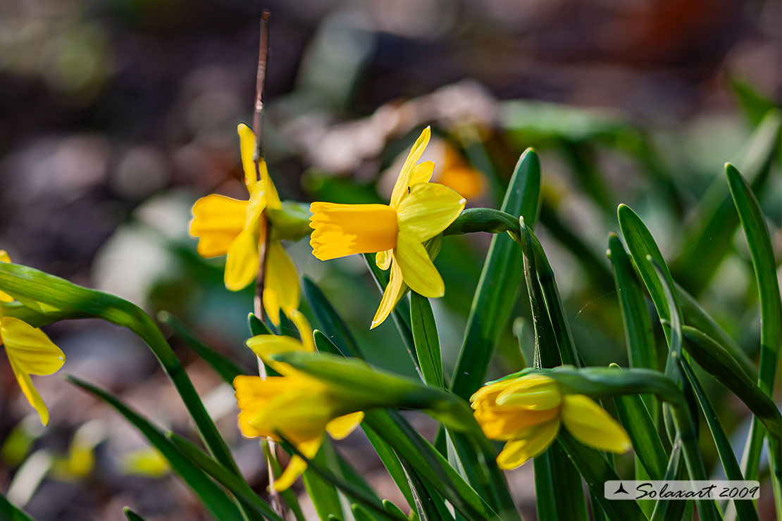 Narciso trombone - Narcissus pseudonarcissus