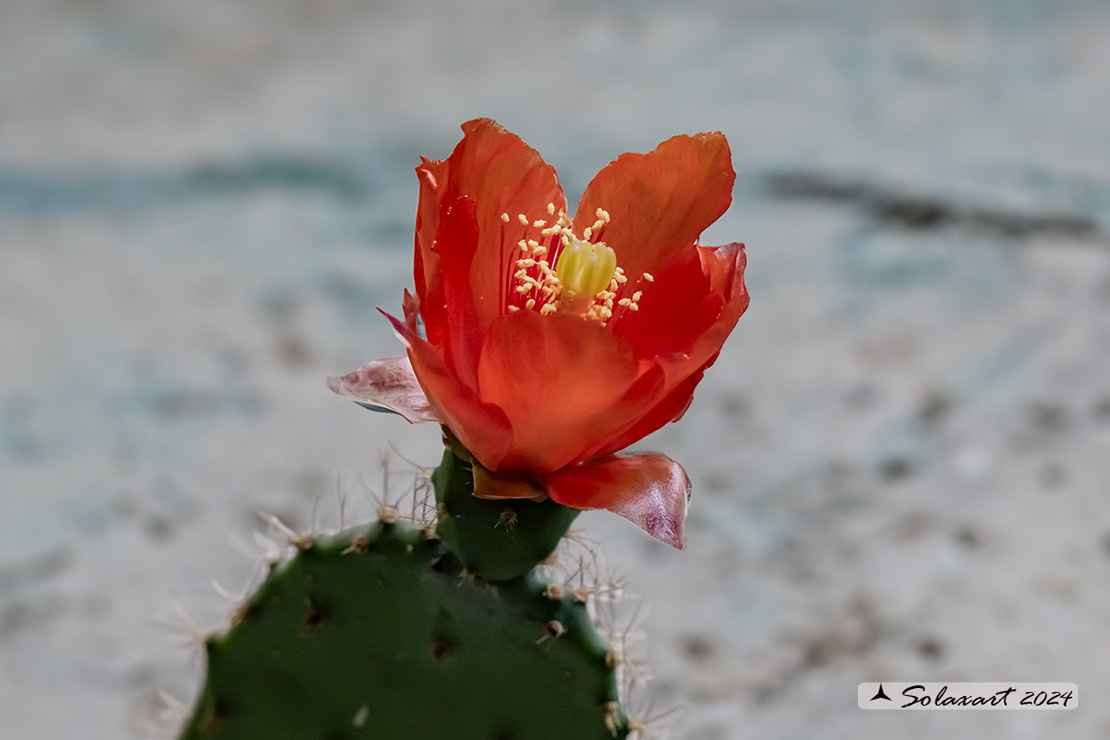 Opuntia bergeriana - Ficus indica