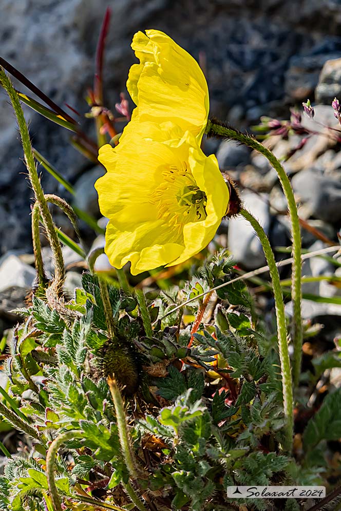 Papaver alpinum