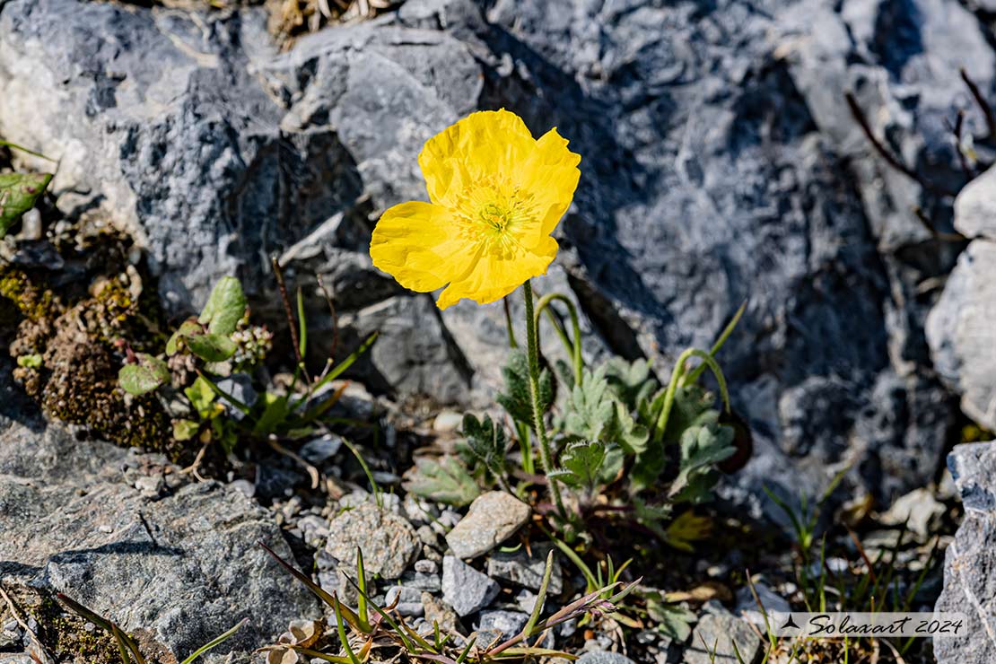 Papaver alpinum