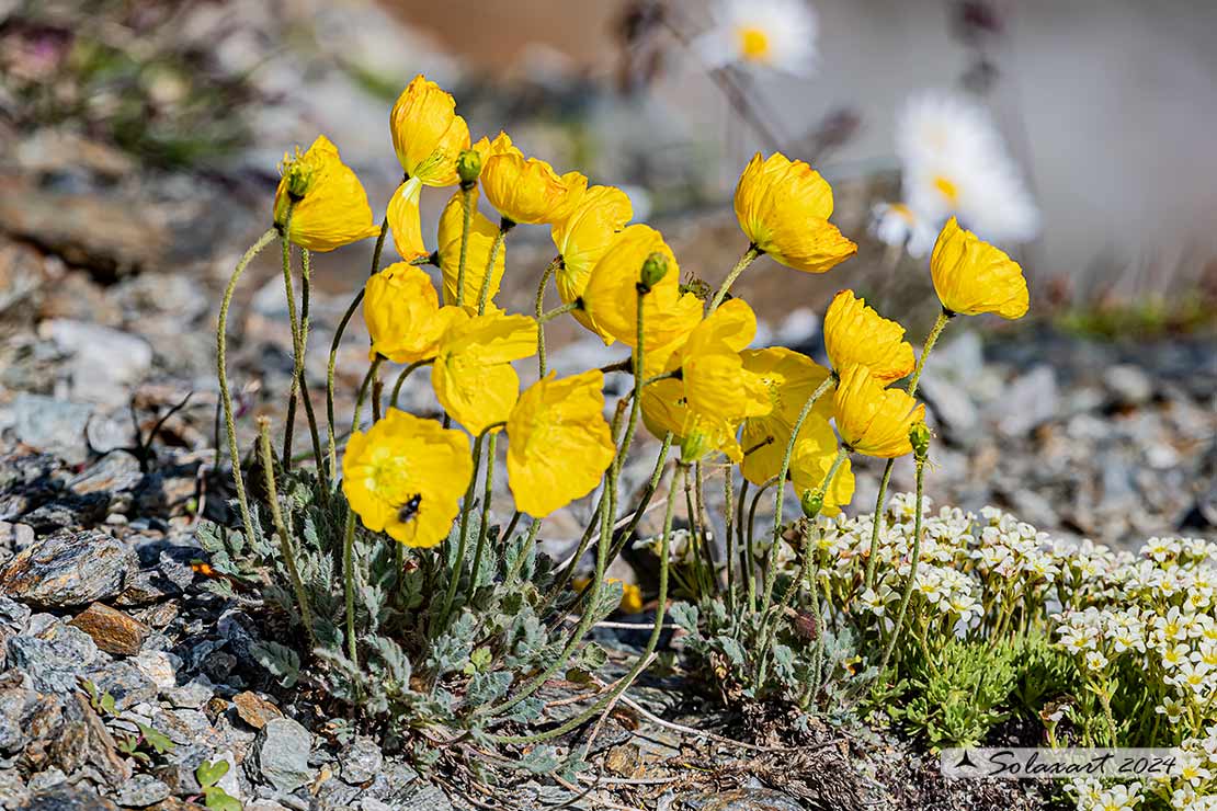 Papaver alpinum