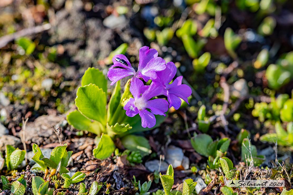 Primula daonensis