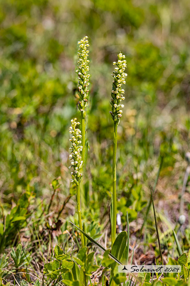 Pseudorchis albida