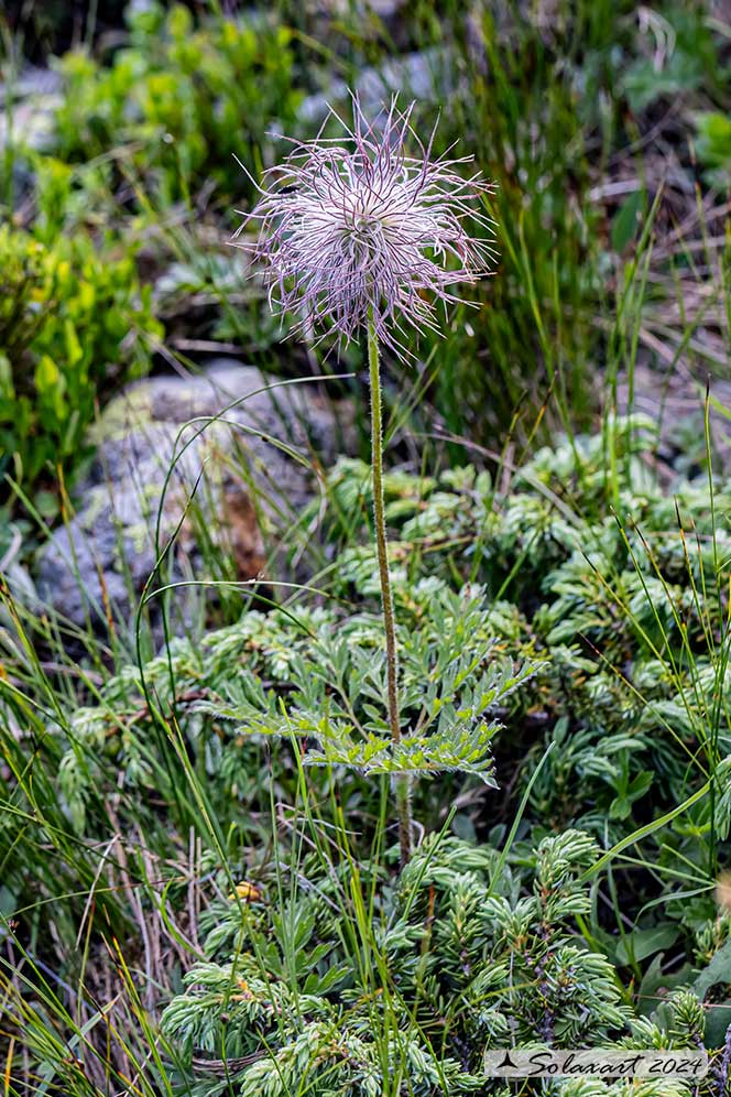 Pulsatilla alpina subsp. apiifolia - Anemone sulfurea